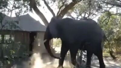 Elephants Casually Stroll Through Hospital Corridors and Leave Viewers Stunned