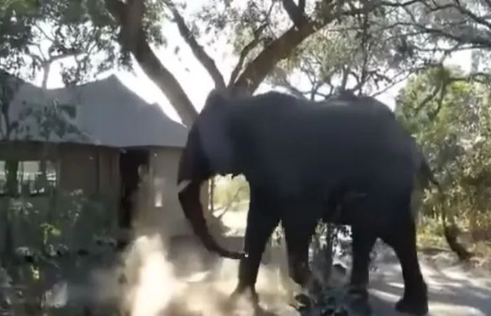 Elephants Casually Stroll Through Hospital Corridors and Leave Viewers Stunned